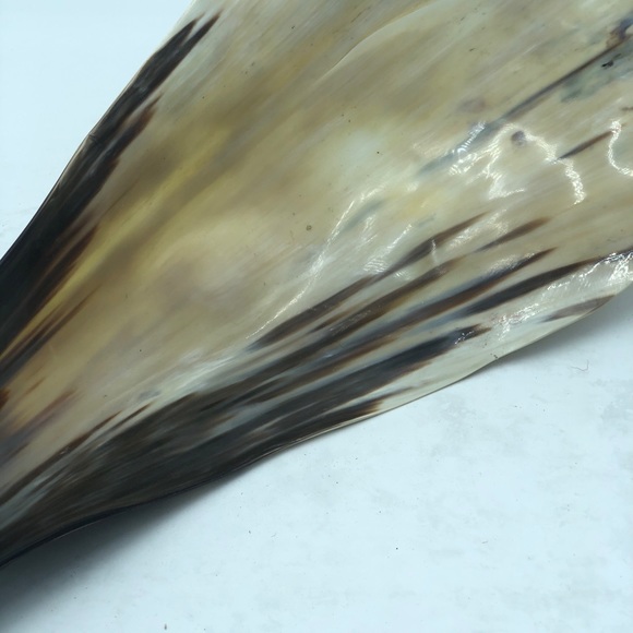 Large Horn Decorative Piece - Picture 6 of 8